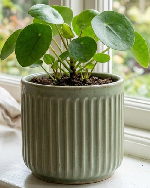Voln Ribbed Ceramic Plant Pot 5 in Sage Green