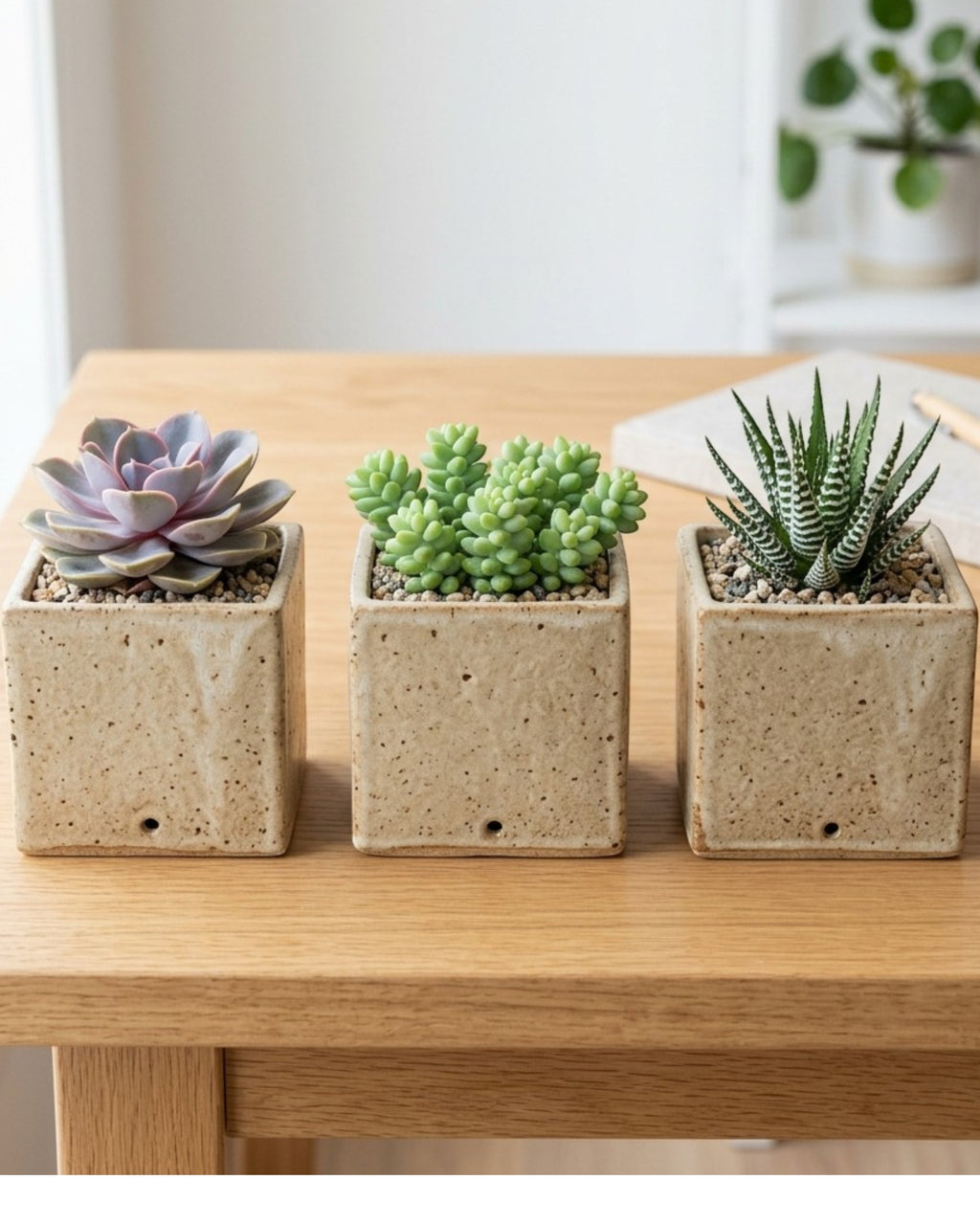 Voln Square Ceramic Succulent Pots 3-Pack 3.5 in Sand
