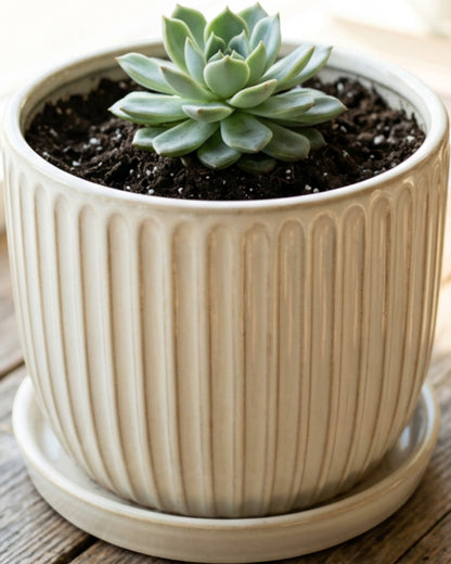 Voln Ribbed Ceramic Planter Ivory 6 in