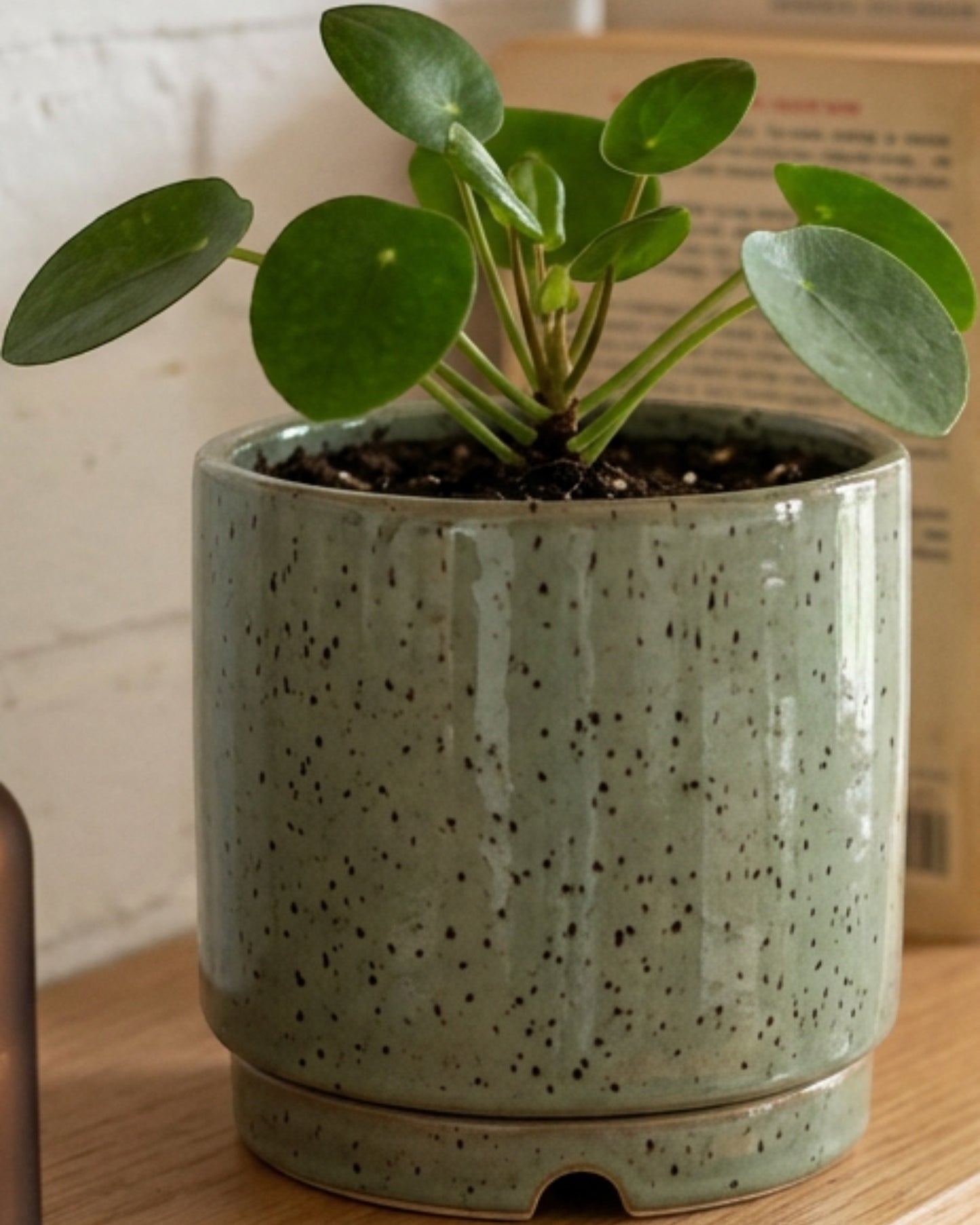 Voln Speckled Ceramic Planter Sage 5 in